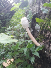 Macrolepiota colombiana