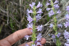 Penstemon cyathophorus