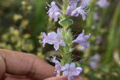 Penstemon cyathophorus