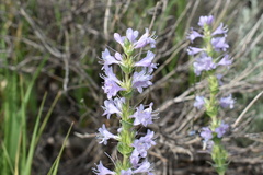Penstemon cyathophorus