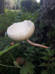 Macrolepiota colombiana