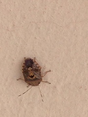 Discocephalinae