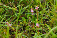 Rotala rotundifolia