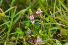 Rotala rotundifolia