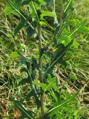 Lactuca serriola