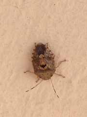 Discocephalinae