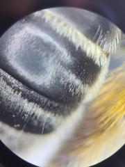 Anthophora terminalis