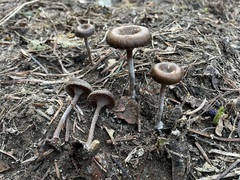 Pseudoomphalina angelesiana