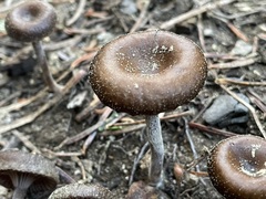 Pseudoomphalina angelesiana