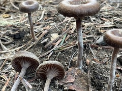 Pseudoomphalina angelesiana