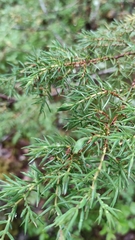 Oligotrophus juniperinus