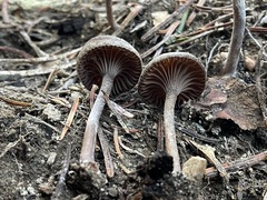 Pseudoomphalina angelesiana
