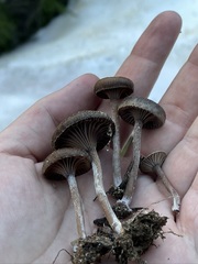 Pseudoomphalina angelesiana