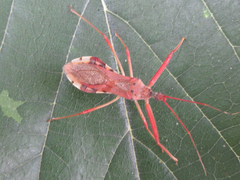 Epidaus tuberosus
