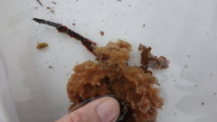 Callyspongia hispidoconulosa