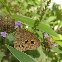Ypthima nikaea