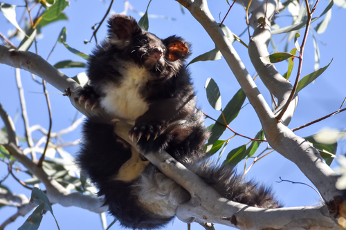 Greater Glider, Bargo NSW 2574, Australia, photo 9 of 10
