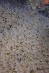 Phoronis