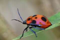 Poecilocoris nepalensis