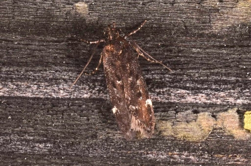 White-spot Groundling