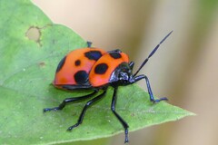 Poecilocoris nepalensis
