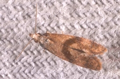 Cochylidia subroseana