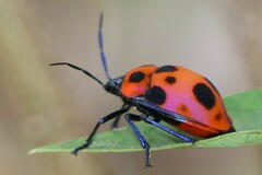 Poecilocoris nepalensis
