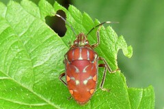 Tetrarthria variegata