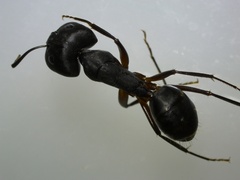 Tanaemyrmex