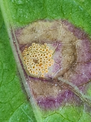 Puccinia caricis-montanae