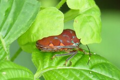 Tetrarthria variegata