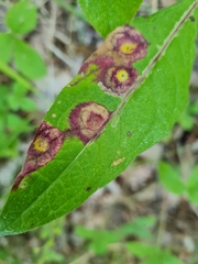 Puccinia caricis-montanae