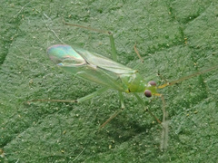 Blepharidopterus angulatus