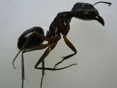 Tanaemyrmex