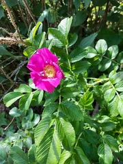 Rosa rugosa