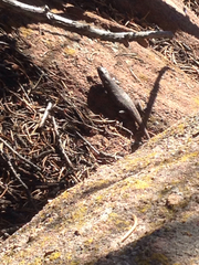 Sceloporus tristichus