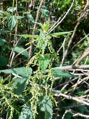 Urtica dioica