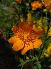 Trollius chinensis