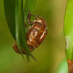 Cryptotympana atrata