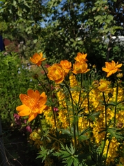 Trollius chinensis