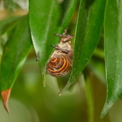 Cryptotympana atrata