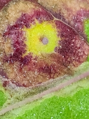 Puccinia caricis-montanae