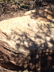 Sceloporus tristichus