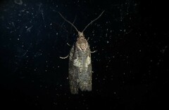 Harmologa