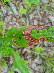 Puccinia caricis-montanae