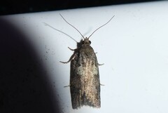 Harmologa