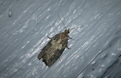 Harmologa