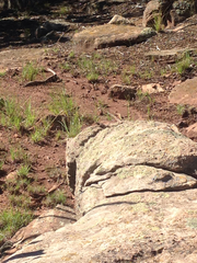 Sceloporus tristichus