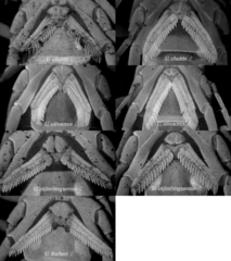 Uroplectes