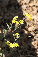 Senecio consanguineus
